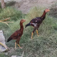 مرغ و خروس نسل دار|حیوانات مزرعه|سراوان, |دیوار