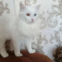 آناگورا سفید اجتماعی