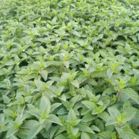 نعنا|گل و گیاه طبیعی|پاکدشت, پاکدشت (مامازند)|دیوار