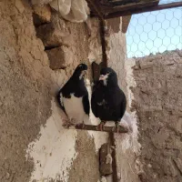 حیون چخ چخی