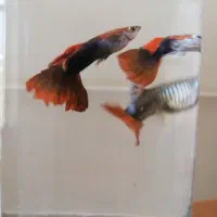 ماهی گوپی و فایتر|ماهی|تبریز, |دیوار