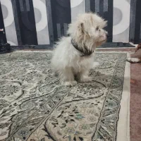 پیداشده|حیوانات|عباسآباد, |دیوار