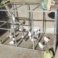 لانه توری سالم|لوازم جانبی حیوانات|چگنی, |دیوار