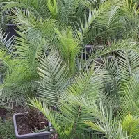 نخل فونیکس ،باباادم،یوکا،سیکاس،|عمده‌فروشی|چابکسر, |دیوار