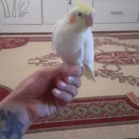 جوجه عروس هلندی