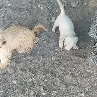 پاپی|سگ|تربت جام, معدآباد|دیوار