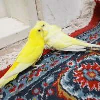 یک جفت مرغ عشق