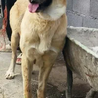 سگ گمشده مژدگانی