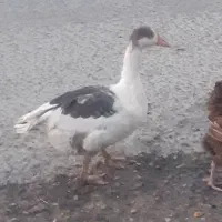غاز