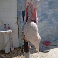 گوشت بزغاله پروار