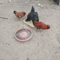 ۲تا مرغ یک خروس خوشگل جوان کاکلی فروشی