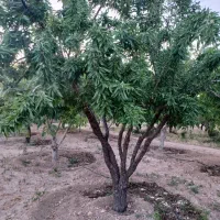 1875متر باغ بادام مامایی مثمر نزدیک پل زمانخان|فروش دفتر صنعتی، کشاورزی، تجاری|سامان, |دیوار