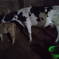 گاو شیری با گوساله شاروله