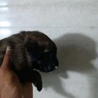 سلام فقد زنگ بزنید