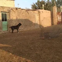 یکجفتخراسانیهمقال|سگ|دشتابی, |دیوار
