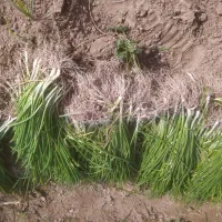 نهال پیاز سایروس