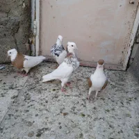 طوقی هفترنگ و ساده