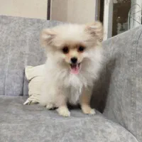 سگ پامر4ماهه