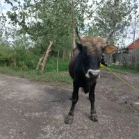 دو راس ورزا کوله استثنائی مناسب برای داشتی|حیوانات مزرعه|رشت, نیروی دریایی|دیوار