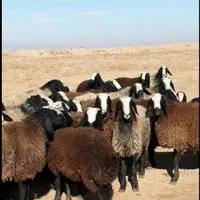 جنت آبادمرکزی ،شمالی ،جنوبی،گوسفندزنده دامداری|حیوانات مزرعه|تهران, ستارخان|دیوار