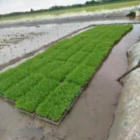 توم نشاه شیرودی