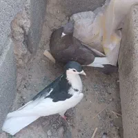 یک جفت کبوتر