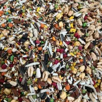 دان پرندگان (طوطی سانان کوچک جثه)|لوازم جانبی حیوانات|تهران, توحید|دیوار