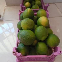 نارنج|خوردنی و آشامیدنی|شیراز, احمدی جنوبی|دیوار