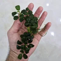گیاه انابیاس  و بوسفلاندرا