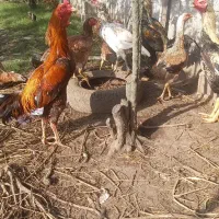 فروش خروس لاری رودسر رانکو روستای لشکاجان سفلی