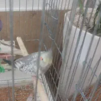 عروس هلندی ماده