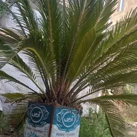 گل سیکاس|گل و گیاه طبیعی|تهران, اقدسیه|دیوار