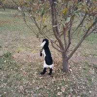 بز دوقلو|حیوانات مزرعه|بروجرد, |دیوار