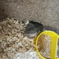 همستر ناناز