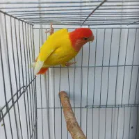 طوطی برزیلی اوپال نر شهر مراغه