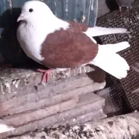 ۴ عدد کبوتر پرشی|پرنده|ایلام, |دیوار