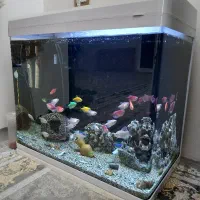 آکواریوم ماهی