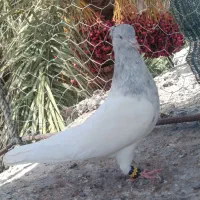 پرنده