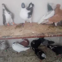 ۱۰تا کبوتر صید