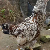 مرغ لاری چیل