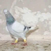 چند جفت کبوتر عتیقه|پرنده|مه ولات, |دیوار