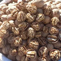 پخش عمده گردو پوست کاغذی سوپر امسالی
