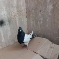 پرنده(کبوتر)|پرنده|کهک, |دیوار