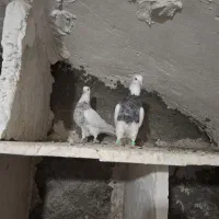 طوقی|پرنده|همدان, |دیوار