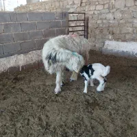 دوعدد میش با بره