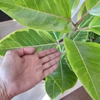 گلدان فیکوس آلتیسما(پرتقالی).همراه با گلدان سفالی|گل و گیاه طبیعی|شاهین‌شهر, نسیم ۵|دیوار