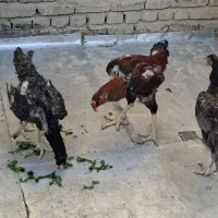 تخم مرغ لاری