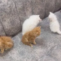 . بچه گربه نژاد  پرشین