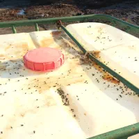 سمپاشی دامیاران مرکز تخصصی سمپاشی و ریشهکنی حشرات|خدمات نظافت|مشهد, شهرک رازی (شهرک غرب)|دیوار