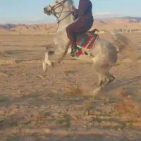 اسب|اسب و تجهیزات اسب‌سواری|داراب, |دیوار